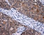 LIPG Antibody in Immunohistochemistry (Paraffin) (IHC (P))