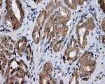 LIPG Antibody in Immunohistochemistry (Paraffin) (IHC (P))