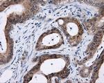 LIPG Antibody in Immunohistochemistry (Paraffin) (IHC (P))