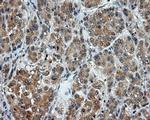 LIPG Antibody in Immunohistochemistry (Paraffin) (IHC (P))