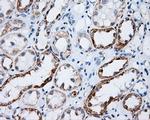 LIPG Antibody in Immunohistochemistry (Paraffin) (IHC (P))