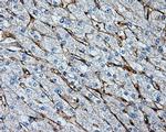 LIPG Antibody in Immunohistochemistry (Paraffin) (IHC (P))
