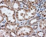 LIPG Antibody in Immunohistochemistry (Paraffin) (IHC (P))