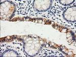 LIPG Antibody in Immunohistochemistry (Paraffin) (IHC (P))