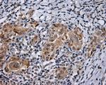 LIPG Antibody in Immunohistochemistry (Paraffin) (IHC (P))