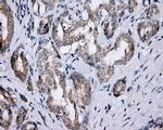 LIPG Antibody in Immunohistochemistry (Paraffin) (IHC (P))