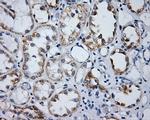 LIPG Antibody in Immunohistochemistry (Paraffin) (IHC (P))