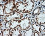 LIPG Antibody in Immunohistochemistry (Paraffin) (IHC (P))