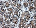 LIPG Antibody in Immunohistochemistry (Paraffin) (IHC (P))