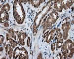 LIPG Antibody in Immunohistochemistry (Paraffin) (IHC (P))