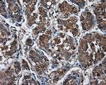 LIPG Antibody in Immunohistochemistry (Paraffin) (IHC (P))