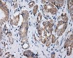 LIPG Antibody in Immunohistochemistry (Paraffin) (IHC (P))