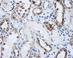 LIPG Antibody in Immunohistochemistry (Paraffin) (IHC (P))