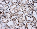 LIPG Antibody in Immunohistochemistry (Paraffin) (IHC (P))