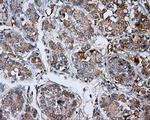 LIPG Antibody in Immunohistochemistry (Paraffin) (IHC (P))