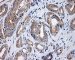 LIPG Antibody in Immunohistochemistry (Paraffin) (IHC (P))