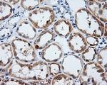 LIPG Antibody in Immunohistochemistry (Paraffin) (IHC (P))