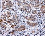 LIPG Antibody in Immunohistochemistry (Paraffin) (IHC (P))