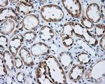 LIPG Antibody in Immunohistochemistry (Paraffin) (IHC (P))