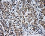 LIPG Antibody in Immunohistochemistry (Paraffin) (IHC (P))