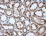 LIPG Antibody in Immunohistochemistry (Paraffin) (IHC (P))