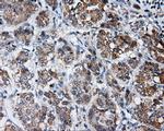 LIPG Antibody in Immunohistochemistry (Paraffin) (IHC (P))