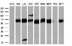 LIPG Antibody in Western Blot (WB)