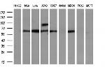 LIPG Antibody in Western Blot (WB)