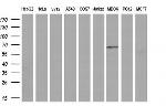 LIPG Antibody in Western Blot (WB)