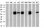 LIPG Antibody in Western Blot (WB)