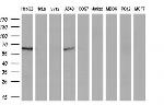 LIPG Antibody in Western Blot (WB)