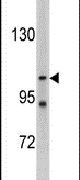 LLGL2 Antibody in Western Blot (WB)