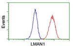 LMAN1 Antibody in Flow Cytometry (Flow)