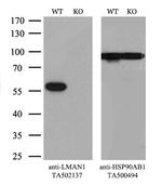 LMAN1 Antibody