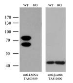 LMNA Antibody in Western Blot (WB)