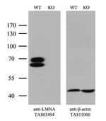 LMNA Antibody in Western Blot (WB)