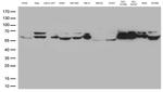 LMNA Antibody in Western Blot (WB)