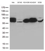 LMNA Antibody in Western Blot (WB)