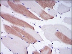 Lamin A/C Monoclonal Antibody (4E7)