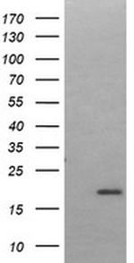 LMO2 Antibody in Western Blot (WB)