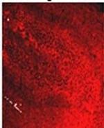 Glycine Binding Protein Antibody in Immunohistochemistry (IHC)