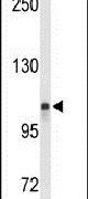 LONP2 Antibody in Western Blot (WB)