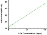 LOX Antibody in ELISA (ELISA)