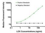 LOX Antibody in Luminex (Luminex)