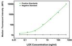 LOX Antibody in Luminex (Luminex)