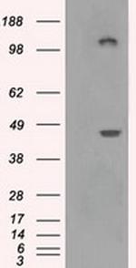 LOX Antibody in Western Blot (WB)