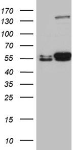 LOX Antibody in Western Blot (WB)