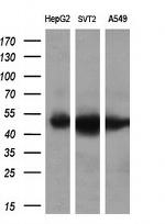 LOX Antibody in Western Blot (WB)