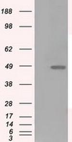 LOX Antibody in Western Blot (WB)