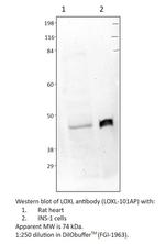 LOXL1 Polyclonal Antibody